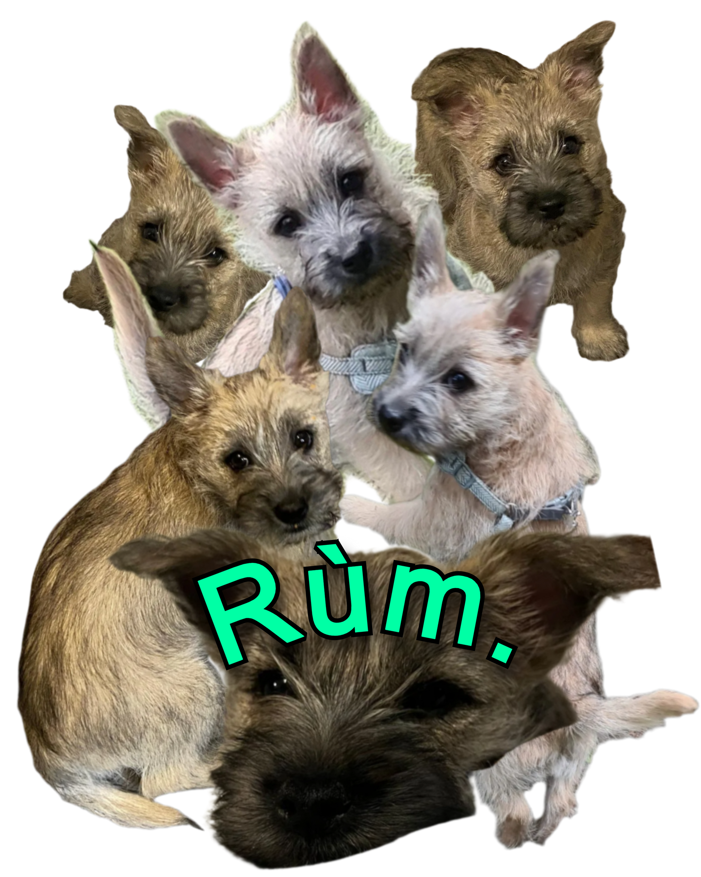 Rum