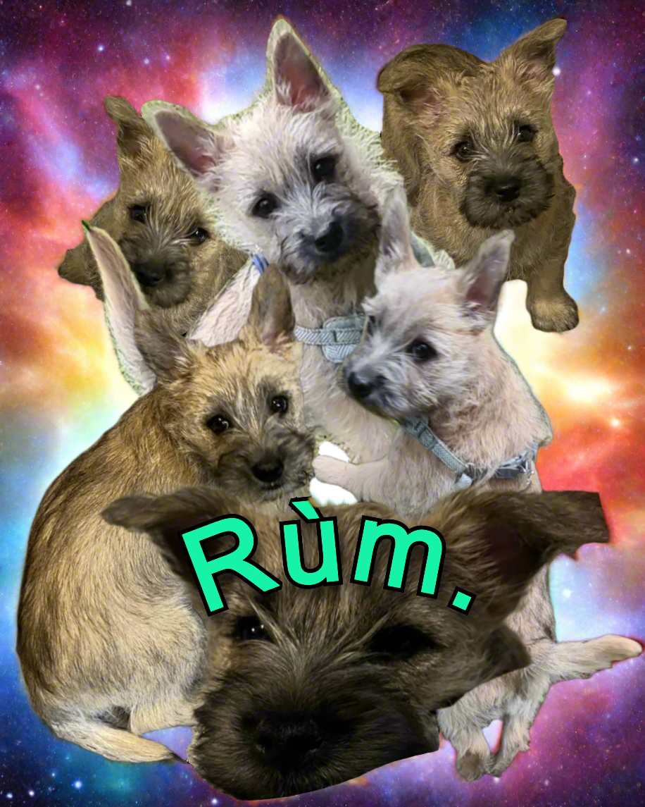 Rum